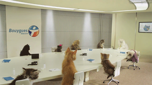 Social Network in cats office 