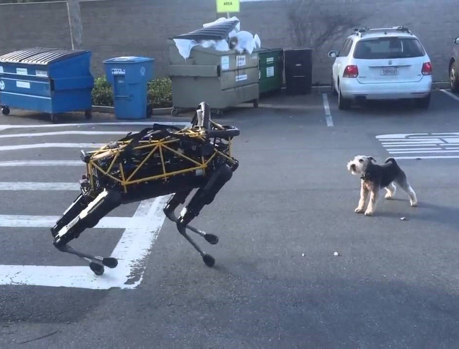 robot dog versus real dog