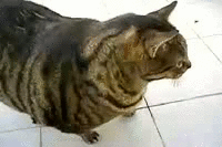Fat cat laying down