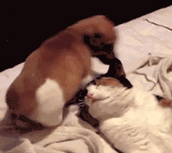 funniest dog