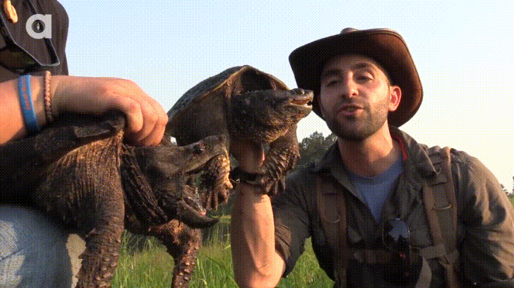 This turtle is bating